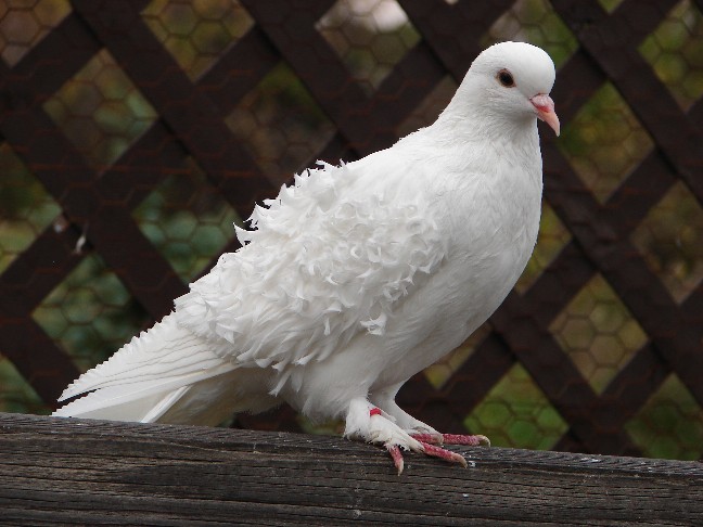 The Peace Dove